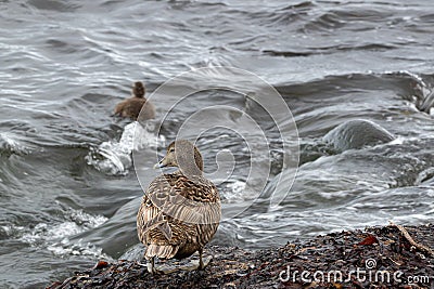 Female eider duck (Somateria mollissima) at the coast nearby Saudarkrokur in the North of Iceland Stock Photo