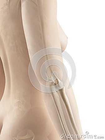 Female elbow joint bones Cartoon Illustration