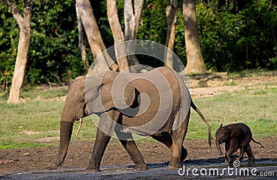 Female elephant with a baby. Cartoon Illustration