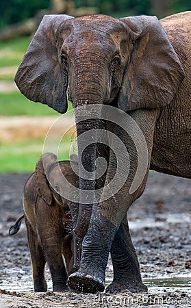 Female elephant with a baby. Cartoon Illustration