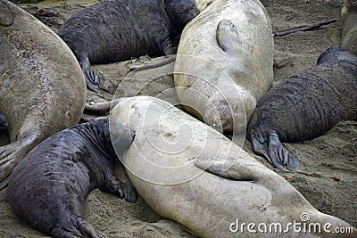 Female elephant seal nursing baby Stock Photo