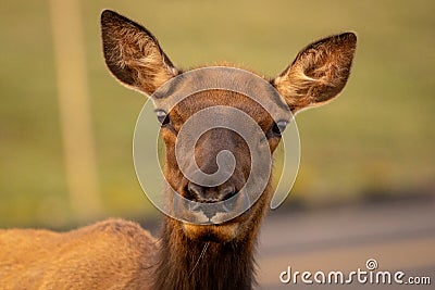 Female Elk Stared With Perked Ears Stock Photo