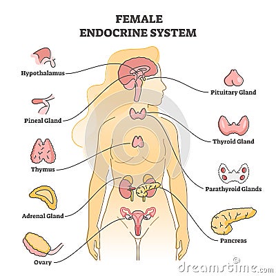 Female endocrine system with inner glands, pancreas and ovary outline concept Vector Illustration