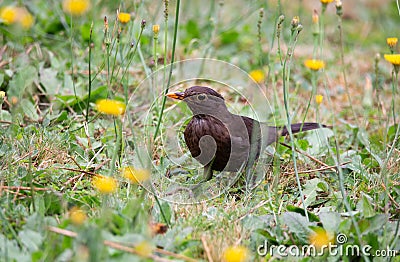 Female blackbird sitting on a meadow Stock Photo