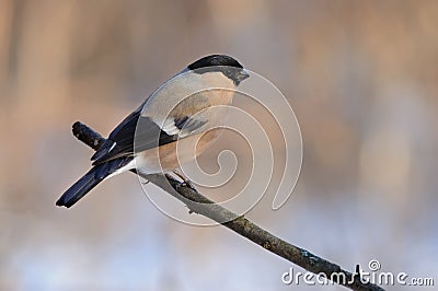 Female of eurasian bullfinch sits on a branch on a gentle peach-blue background. Stock Photo