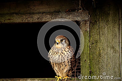 Female Eurasian Kestrel, Falco tinnunculus, perched on an old barn Stock Photo