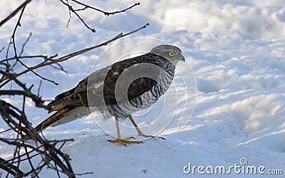 Female Eurasian Sparrowhawk sits in snow near a bush in winter Stock Photo