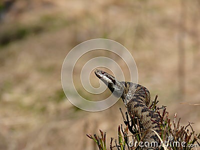 a fleeing european adder Stock Photo