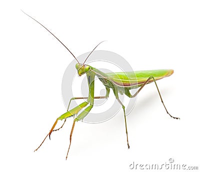 Female European Mantis or Praying Mantis, Mantis Stock Photo