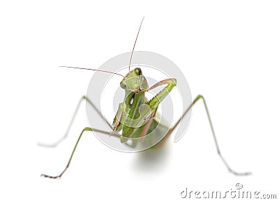 Female European Mantis or Praying Mantis, Mantis religiosa Stock Photo