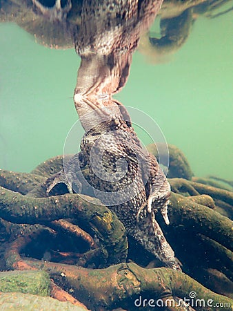 Female European toad, Bufo bufo. Closeup underwater with reflection Stock Photo