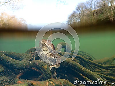 Female European toad, Bufo bufo. Closeup wide-angle underwater split Stock Photo