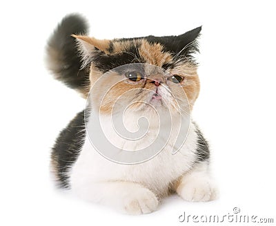 Female exotic shorthair cat in heat Stock Photo