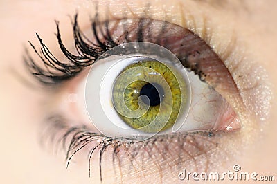 Female eye close-up. Macro. Perfect makeup and eyebrows. Beautiful green eyes. Stock Photo