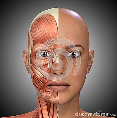 Female Face Muscles Anatomy Cartoon Illustration