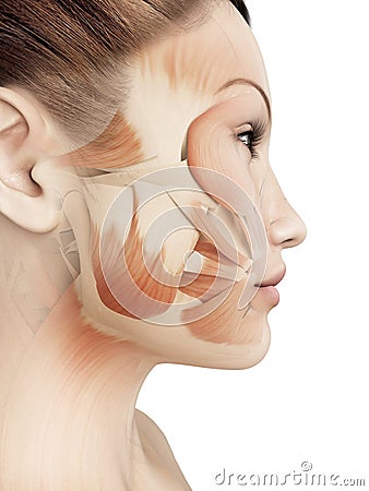 Female facial muscles Cartoon Illustration