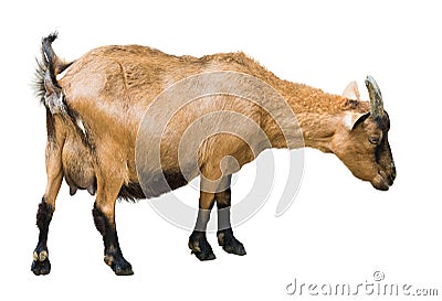 Female farm goat Stock Photo