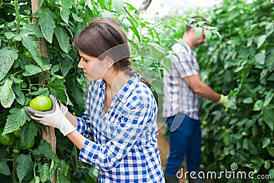 Female farmer engaged in cultivation of tomatoes in greenhouse Stock Photo