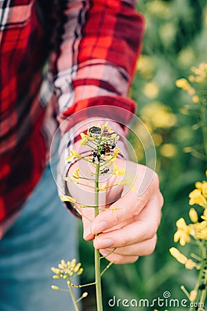 Female farmer examining rapeseed crops for tropinota hirta beetle pests Stock Photo