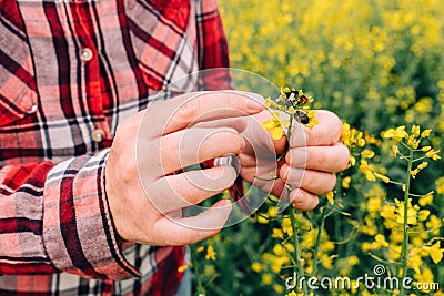 Female farmer examining rapeseed crops for tropinota hirta beetle pests Stock Photo