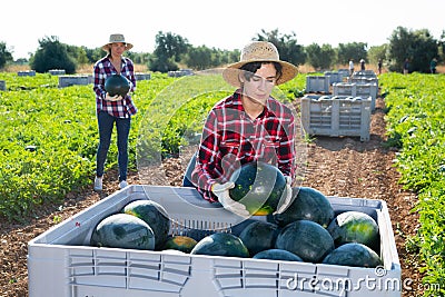 Female farmer neatly stacks watermelons in a large box for transportation from field to warehouse Stock Photo