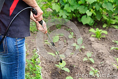 Protecting eggplant plants from fungal disease or vermin with pr Stock Photo