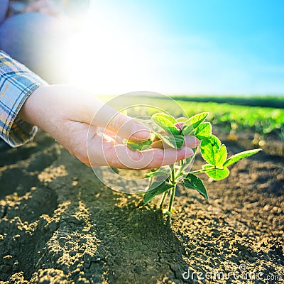 Female farmer's hands in soybean field, responsible farming Stock Photo