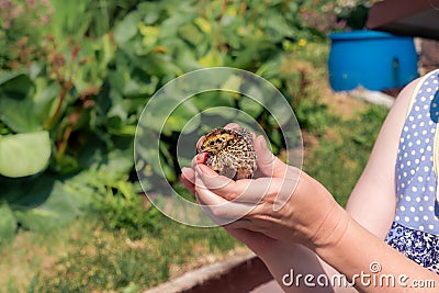Female farmer`s hands holding domestic quail chicken outdoors Stock Photo