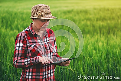 Female farmer using tablet computer in wheat crop field Stock Photo