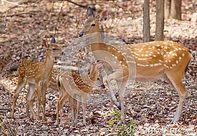 Female and fawn sika deer Stock Photo