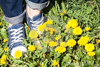 Female feet in blue jeans gumshoes walking on grass with yellow flowers at spring. Close up view Stock Photo