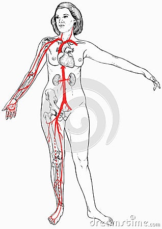 Female Figure with Select Internal Anatomy Stock Photo