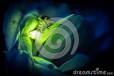 Female firefly sitting on a rose glowing Stock Photo