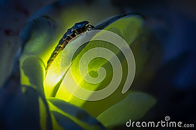 Female firefly sitting on a rose glowing Stock Photo