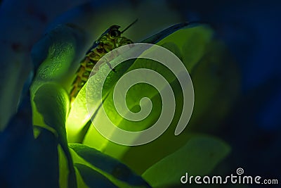 Female firefly sitting on a rose glowing Stock Photo