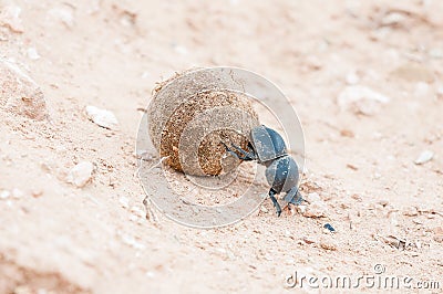 Female flightless dung beetle rolling dung ball Stock Photo