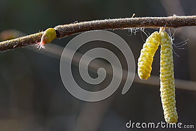 Female flower and male catkins of hazel Corylus avellana on a Stock Photo