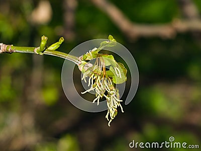 Female flowers on branch ash-leaved maple, Acer negundo, macro with bokeh background, selective focus, shallow DOF Stock Photo