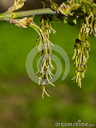 Female flowers on branch ash-leaved maple, Acer negundo, macro with bokeh background, selective focus, shallow DOF Stock Photo