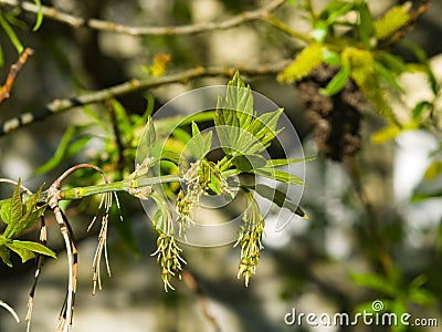 Female flowers on branch ash-leaved maple, Acer negundo, macro with bokeh background, selective focus, shallow DOF Stock Photo