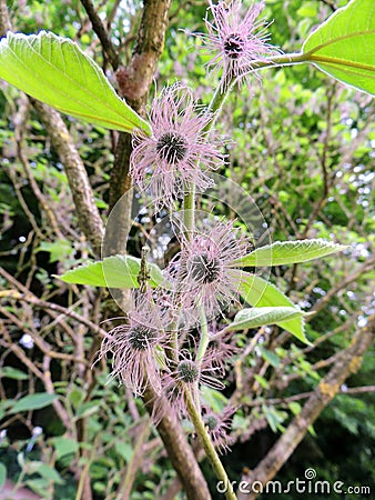 Female flowers of Paper mulberry Stock Photo