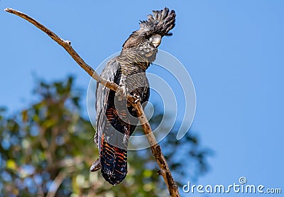 Female Forest Red-tailed Black-Cockatoo on tree branch Stock Photo