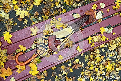 Female forgotten umbrella a cane covered with fallen maple leaf on a wooden park bench, top view. Colorful autumn Stock Photo