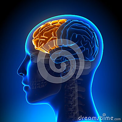 Female Frontal Lobe - Anatomy Brain Stock Photo