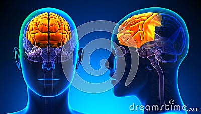 Female Frontal Lobe Brain Anatomy - blue concept Stock Photo