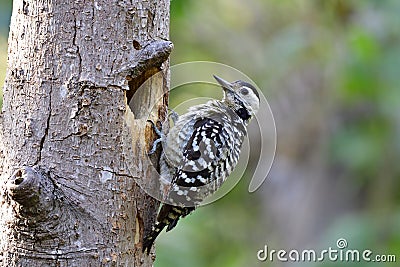 Female Fulvous-breasted woodpecker Dendrocopos macei black and white camouflage bird in Picidae family percing on tree hole Stock Photo