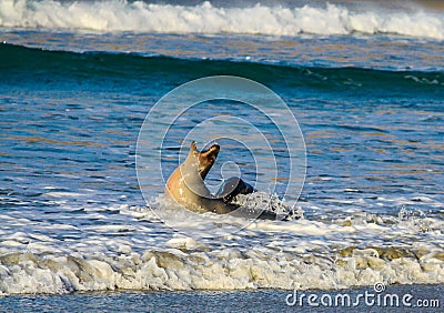 Australasian fur seal frolicking on the beach and in the ocean, Otago, New Zealand Stock Photo