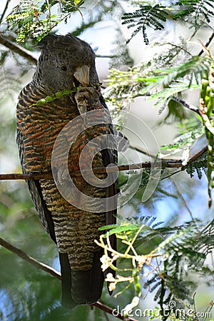 A wild female `gang gang cockatoo` feeding on Indigenous seed pods Stock Photo