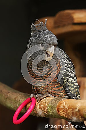 Female Gang-Gang Cockatoo Parrot Stock Photo