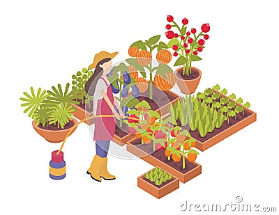 Female gardener or farmer watering crops growing in boxes or planters isolated on white background. Agriculture worker Vector Illustration